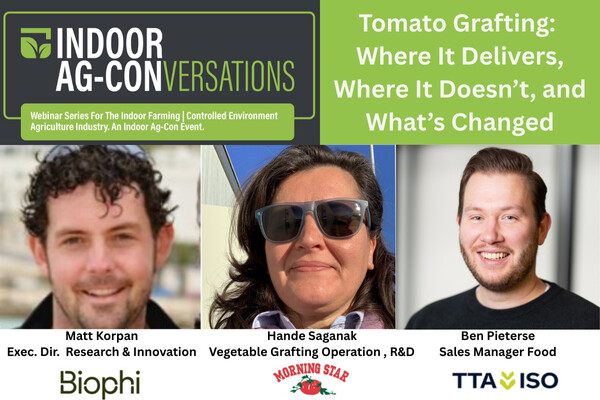 Tomato Grafting